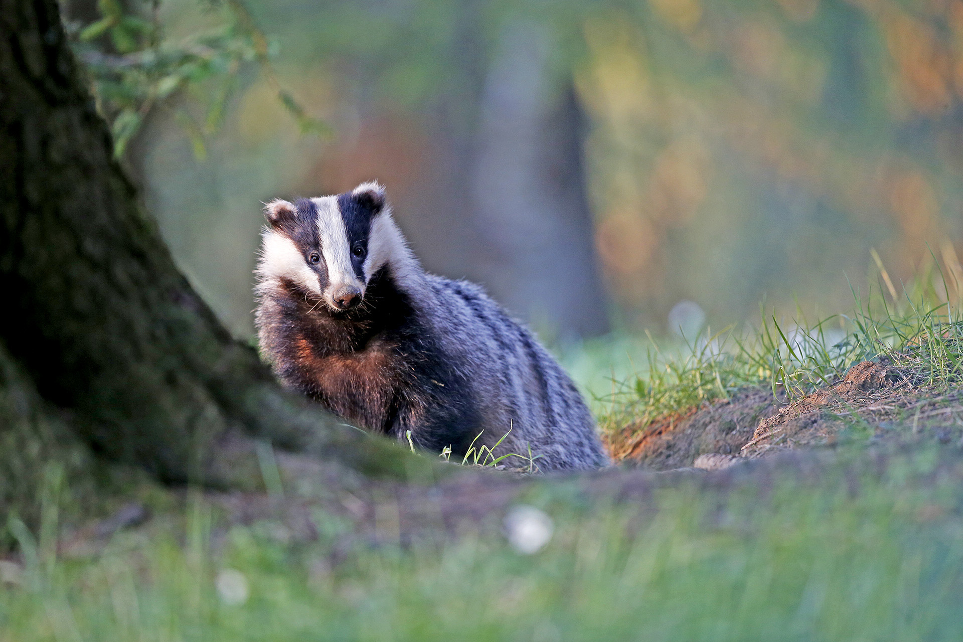 photographie animalière La Chaux-de-Fonds